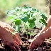 Tree Planting - Image 6