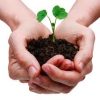 Tree Planting - Image 4